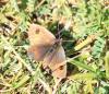 Erebia sp.